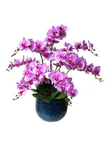 54b607f89120f51c0ea5ab51_orchid-6.jpg