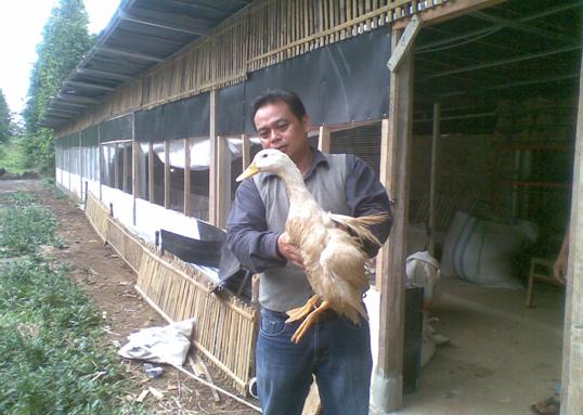 Bebek Peking siap panen