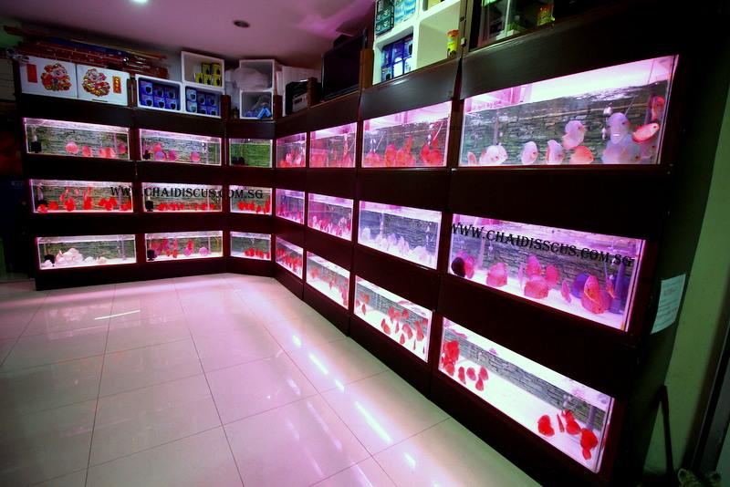 Chai Discus | Chai Discus Farm