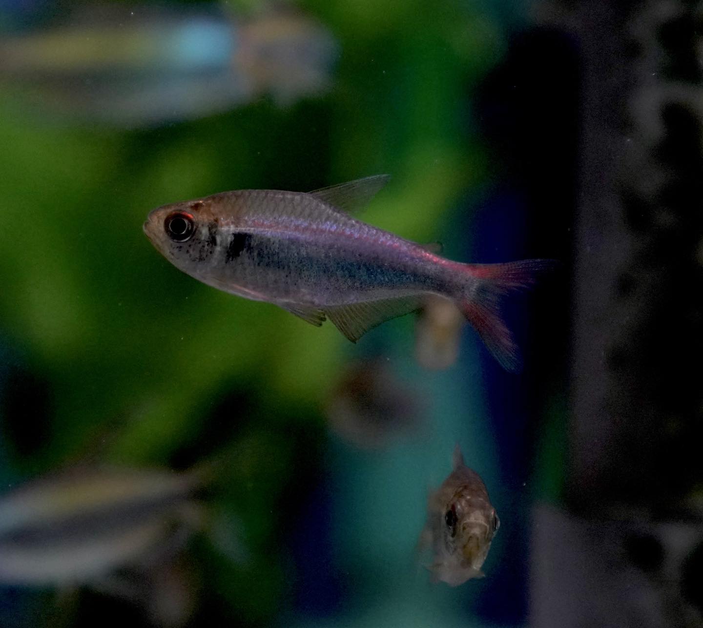 That Aquarium HDB Yishun