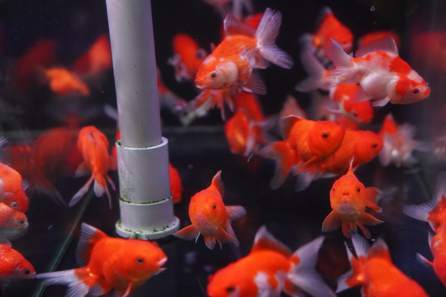 That Aquarium HDB Yishun