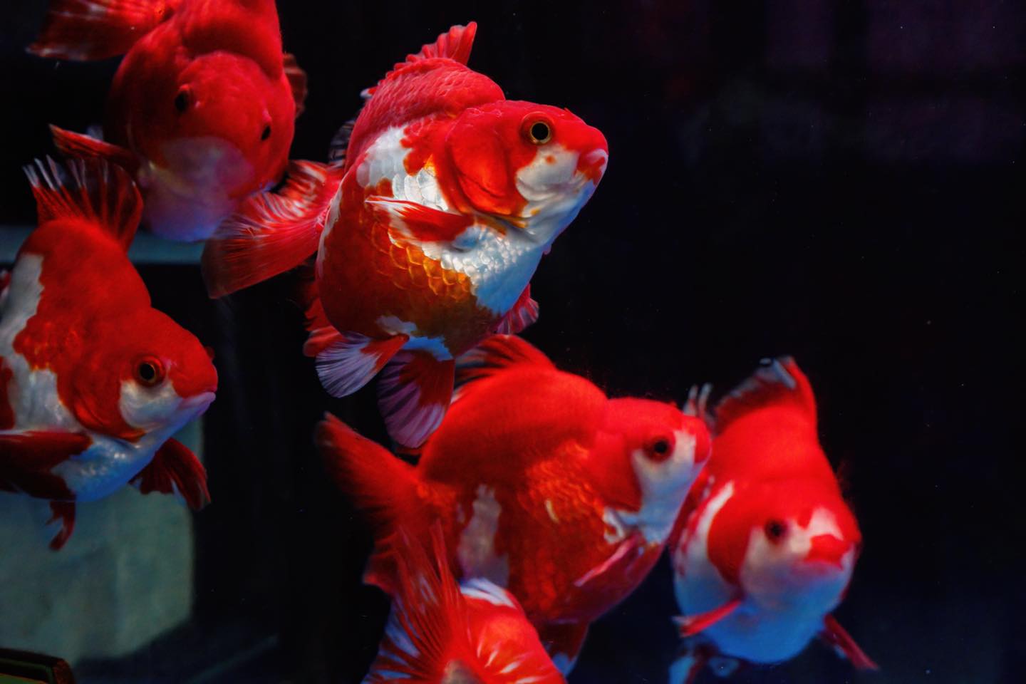 That Aquarium HDB Yishun