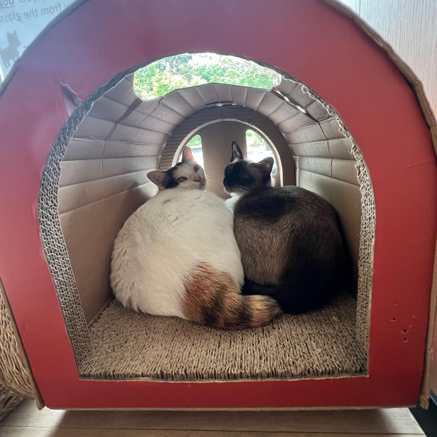 The Cat Cafe Bugis Village